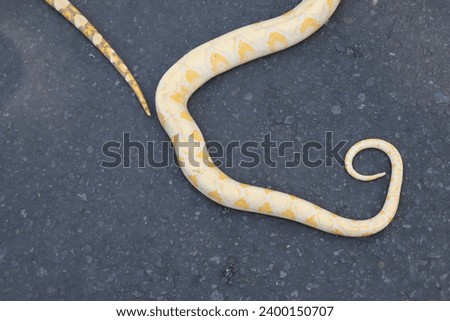 python on asphalt and python with asphalt concrete