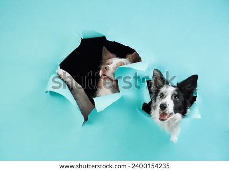 Two Border Collies peek through torn paper, a studio shot full of surprise. Their playful antics and bright eyes add to the whimsical theme