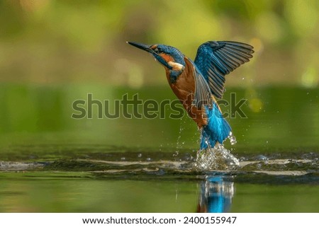 Common European Kingfisher (Alcedo atthis) hunting for food. Kingfisher flying away after diving for fish in the forest in the Netherlands.                                                             