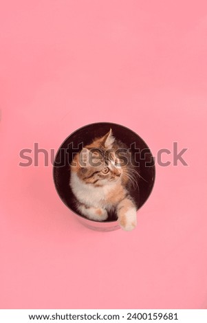 pose a cute and adorable striped cat playing inside a pink background can