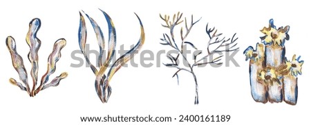 Acrylic hand painted  corals illustration set, golden graphic liner shell clipart, ocean life clip art
