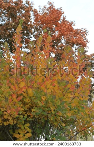 tree with yellow leaves in autumn