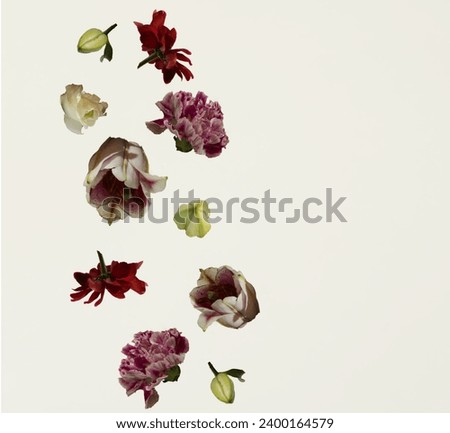 Isolated purple and red flowers falling against the white   background. Floral pattern. Minimal concept of love, friendship, spring. Valentine’s or birthday card. Copy space. Flat lay.