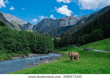 Cow pasture in Alps. Cows in pasture on alpine meadow in Switzerland. Cow pasture grass. Cow on green alpine meadow. Cow grazing on green field with fresh grass. Swiss cows. Cows in a mountain field. Royalty-Free Stock Photo #2400171243