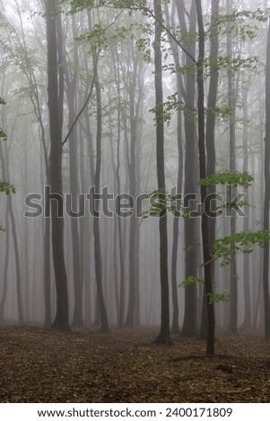 Spring beech forest in White Carpathians, Southern Moravia, Czech Republic Royalty-Free Stock Photo #2400171809