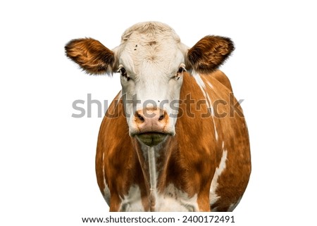 Cow looking in front view, on white, flies on the nose and eyes, red and white stock, happy and isolated cut out