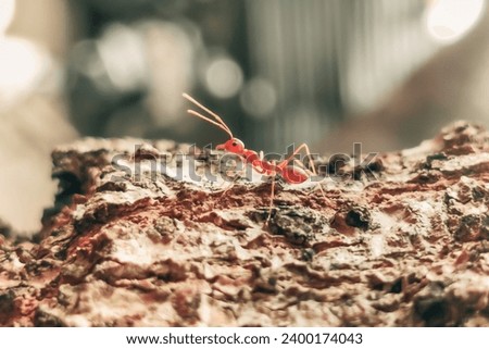 A Fire ant looking for his colony				