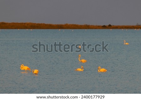 Flamingo in Parc Naturel regional de Camargue, Provence, France Royalty-Free Stock Photo #2400177929
