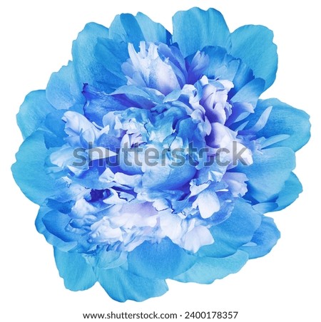 Turquoise   peony flower  on white isolated background with clipping path. Closeup.  For design. Nature. 