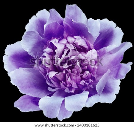 Blue  peony flower  on  black isolated background with clipping path. Closeup. For design. Nature. 