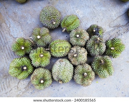 Collection of green durians at the durian market, local Indonesian durians are sold at the market during durian season Royalty-Free Stock Photo #2400185565