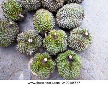 Collection of green durians at the durian market, local Indonesian durians are sold at the market during durian season Royalty-Free Stock Photo #2400185567