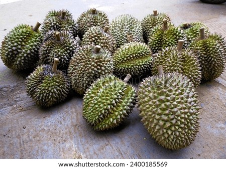 Collection of green durians at the durian market, local Indonesian durians are sold at the market during durian season Royalty-Free Stock Photo #2400185569