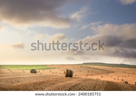 
bales of straw in a field after the harvest in summer