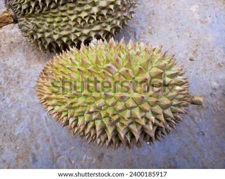 Close up A collection of green durians at the durian market, local Indonesian durians are sold at the market during durian season Royalty-Free Stock Photo #2400185917