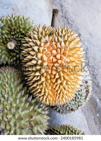 Close up A collection of green durians at the durian market, local Indonesian durians are sold at the market during durian season Royalty-Free Stock Photo #2400185981