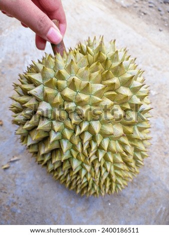 Close up of hand holding durian at durian market, local Indonesian durian for sale at market during durian season Royalty-Free Stock Photo #2400186511