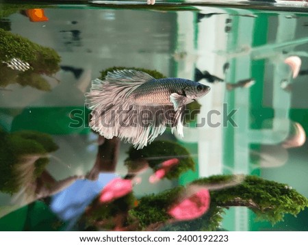 Gray halfmoon betta fish swimming in clear water.