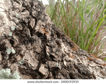 a "Kangkrang" ant as it is called, with an aesthetic object and a background of old tree bark, produces a unique view, when the camera can focus on capturing the moment.