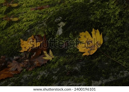 wet Autumn maple leaf with many drops, droplets and green moss. Yellow maple leaf lies on a green moss. Nature of the Nordic countries. after rain. 