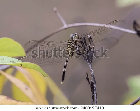 Orthetrum sabina, the slender skimmer or green marsh hawk, is a species of dragonfly in the family Libellulidae