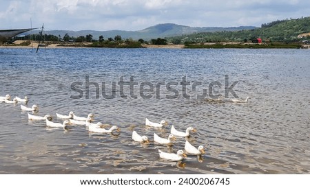 Ducks Swimming On The Lake In Coastal Vietnam.
