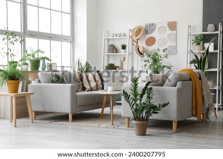Interior of living room with grey sofas, laptop on coffee table and houseplants Royalty-Free Stock Photo #2400207795