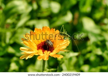 Speckled Bush Cricket nymph (Leptophyes punctatissima) on a Calendula flower head with a White Spotted Rose Beetle (Oxythyrea Funesta) feeding on the pollen
 Royalty-Free Stock Photo #2400219409