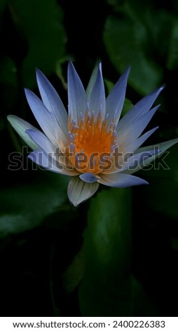 the beauty colour of waterlily 