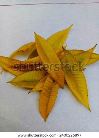 Pictures of some beautiful yellow colored sweet leaves