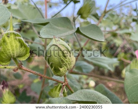 close up picture of cotton flower and ball.