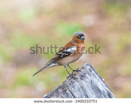 Common chaffinch sits on a tree. Beautiful songbird Common chaffinch in wildlife. The common chaffinch or simply the chaffinch, latin name Fringilla coelebs. Royalty-Free Stock Photo #2400233751