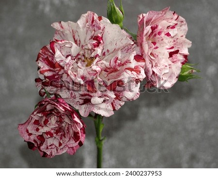 two-tone white and pink rose stands on a gray background. side view. copy space. Happy Birthday