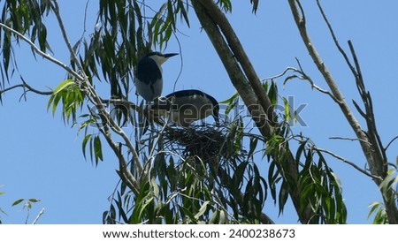 Tra Su Cajaput Forest in South Viet Nam : numerous black-capped night-herons Nycticorax nycticorax perched and nesting in a melaleuca tree