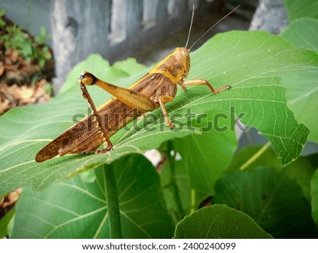 Grasshoppers are herbivorous insects from the suborder Caelifera in the order Orthoptera.