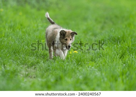 Longhaired Collie Puppy walking through the grass