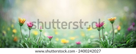Yellow and purple flowers on a blurred spring and sammer background. Macro shot. Very shallow focus. Summer and spring fantasy flower background. Wide format, free space for design. 