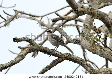Galápagos Ecuador - Galápagos mockingbird perched in tree