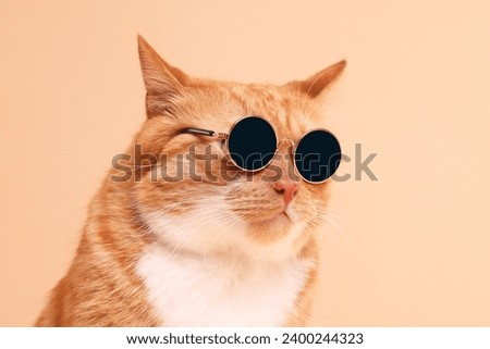 Portrait of cute ginger cat in stylish sunglasses on beige background