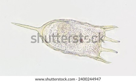 Freshwater rotifer, Keratella sp. Living sample. Stacked image Royalty-Free Stock Photo #2400244947