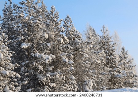 Forest in winter with blue sky and tall trees. Winter landscape in the forest. Snow covers the whole forest.