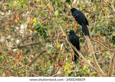 Twins of Asian Koel on branch