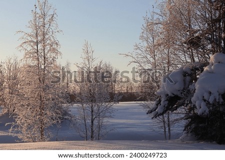 Forest in winter with blue sky and tall trees. Winter landscape in the forest. Snow covers the whole forest.