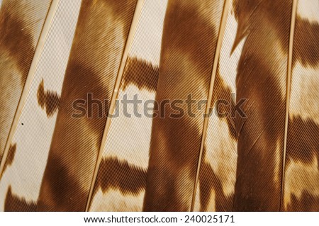 Eagle feathers 