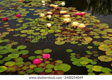 Blooming different plant variety of nympheas in the pond. Water lily flower in lake during summer