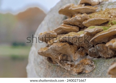 Saprophytic bracket fungus with round fruiting bodies growing on the trunk of a dry dead tree.Various fungi are present including bracket fungi which are largely responsible for the natural recycling  Royalty-Free Stock Photo #2400271667