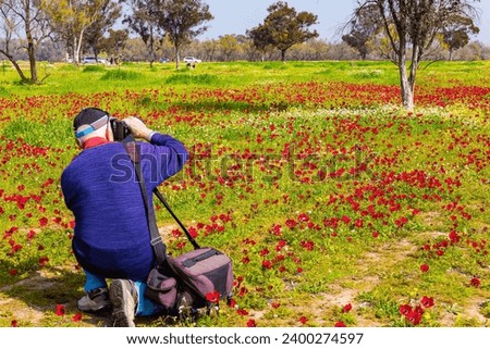 Photographer takes pictures of field of red anemones. Israel. Spring festival in Beeri, on the border with the Gaza Strip. Fresh green grass and blooming anemones. 