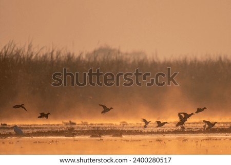 Flock of Ducks Flying in Sunrise of Winter 