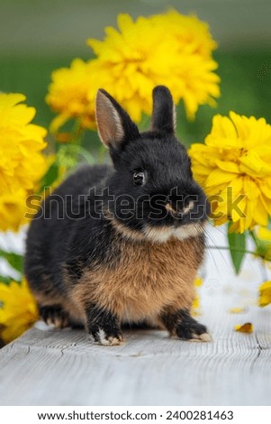 Netherland dwarf rabbit in summer