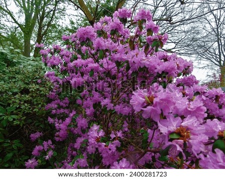 macro photo with decorative floral background of purple flowers of rhododendron bushes for landscape design as a source for prints, wallpapers, poster